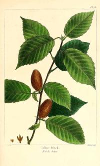 Zoom illustration betula_alleghaniensis.jpg