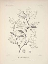 Zoom illustration betula_kenaica.jpg