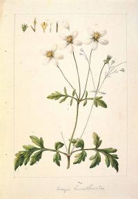 Zoom illustration bidens_pilosa.jpg