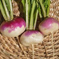 Zoom illustration blanc_globe_collet_violet.jpg