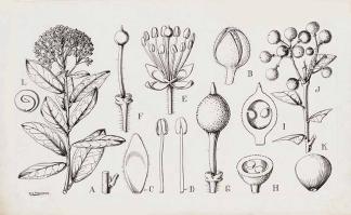 Zoom illustration boscia_senegalensis.jpg