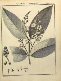 Zoom illustration bunchosia_armeniaca.jpg