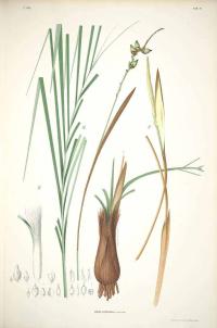 Zoom illustration butia_campicola.jpg