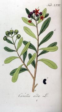 Zoom illustration canella_winterana.jpg