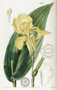 Zoom illustration canna_flaccida.jpg