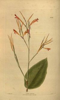 Zoom illustration canna_paniculata.jpg