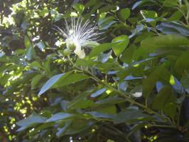 Zoom illustration capparis_arborea.jpg