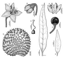 Zoom illustration capsicum_mirabile.jpg