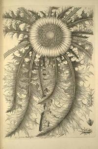 Zoom illustration carlina_acanthifolia.jpg