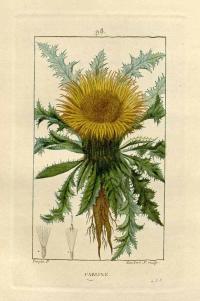 Zoom illustration carline_tiges_courtes.jpg