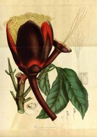 Zoom illustration caryocar_nuciferum.jpg