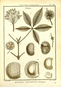 Zoom illustration caryocar_villosum.jpg