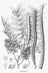 Zoom illustration cassia_leiandra.jpg