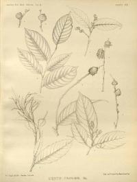 Zoom illustration castanopsis_acuminatissima.jpg