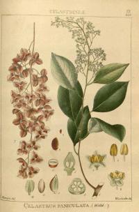 Zoom illustration celastrus_paniculatus.jpg