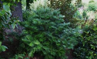 Zoom illustration cephalotaxus_lanceolata.jpg