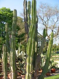 Zoom illustration cereus_plisse.jpg