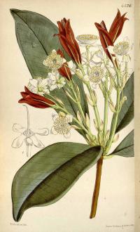 Zoom illustration cerisier_bresil.jpg
