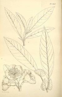 Zoom illustration chaenomeles_cathayensis.jpg