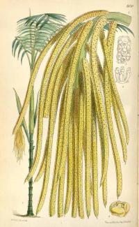 Zoom illustration chamaedorea_tepejilote.jpg