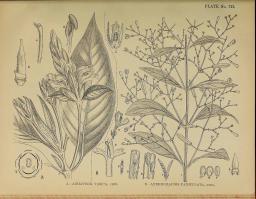 Zoom illustration chirette_verte.jpg
