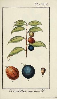 Zoom illustration chrysophyllum_argenteum.jpg