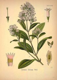 Zoom illustration cinchona_calisaya.jpg