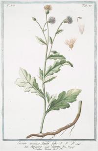 Zoom illustration cirsium_monspessulanum.jpg