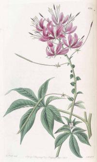 Zoom illustration cleoserrata_speciosa.jpg