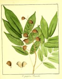 Zoom illustration copaifera_guyanensis.jpg