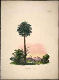 Zoom illustration copernicia_prunifera.jpg