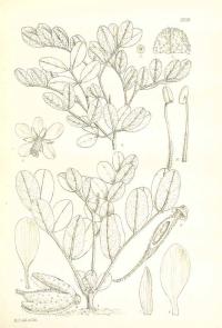 Zoom illustration cordeauxia_edulis.jpg