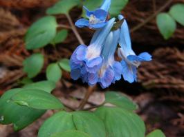 Zoom illustration corydalis_ambigua.jpg