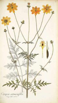 Zoom illustration cosmos_sulfureux.jpg