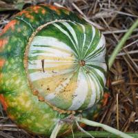 Zoom illustration courge_turban_turc.jpg