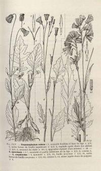 Zoom illustration crassocephalum_crepidioides.jpg