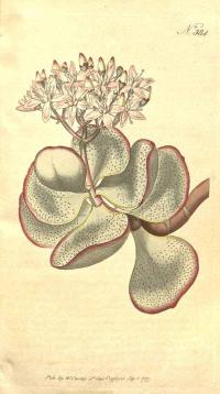 Zoom illustration crassula_arborescens.jpg
