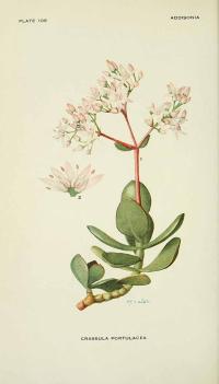 Zoom illustration crassula_ovata.jpg