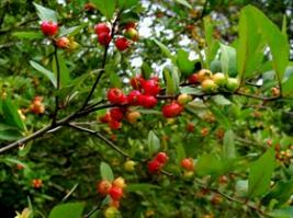 Zoom illustration crataegus_opaca.jpg