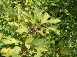 Zoom illustration crataegus_pentagyna2.jpg