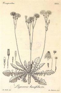 Zoom illustration crepis_bursifolia.jpg
