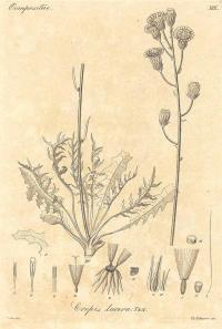Zoom illustration crepis_lacera.jpg