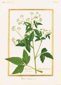 Zoom illustration cryptotaenia_canadensis.jpg