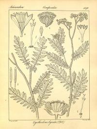 Zoom illustration cyathocline_purpurea.jpg