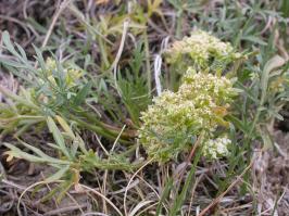 Zoom illustration cymopterus_glomeratus.jpg