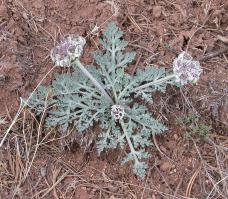 Zoom illustration cymopterus_purpurascens.jpg