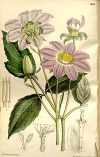 Zoom illustration dahlia_imperial.jpg