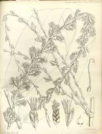 Zoom illustration dendrocalamus_latiflorus.jpg
