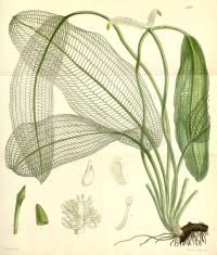 Zoom illustration dentelle_madagascar.jpg