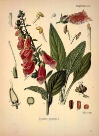 Zoom illustration digitalis_purpurea.jpg